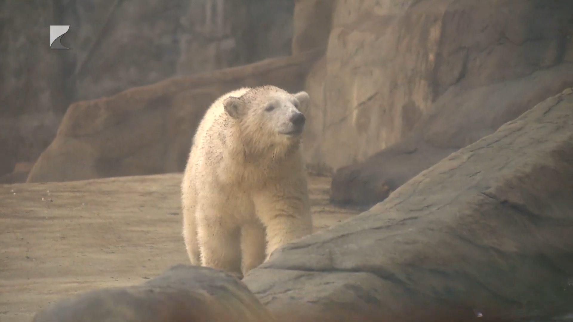Már merülnek a macik
